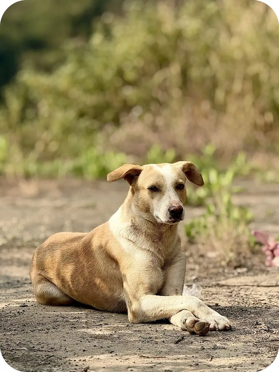 Perro mestizo color canela echado sobre la tierra, al aire libre.