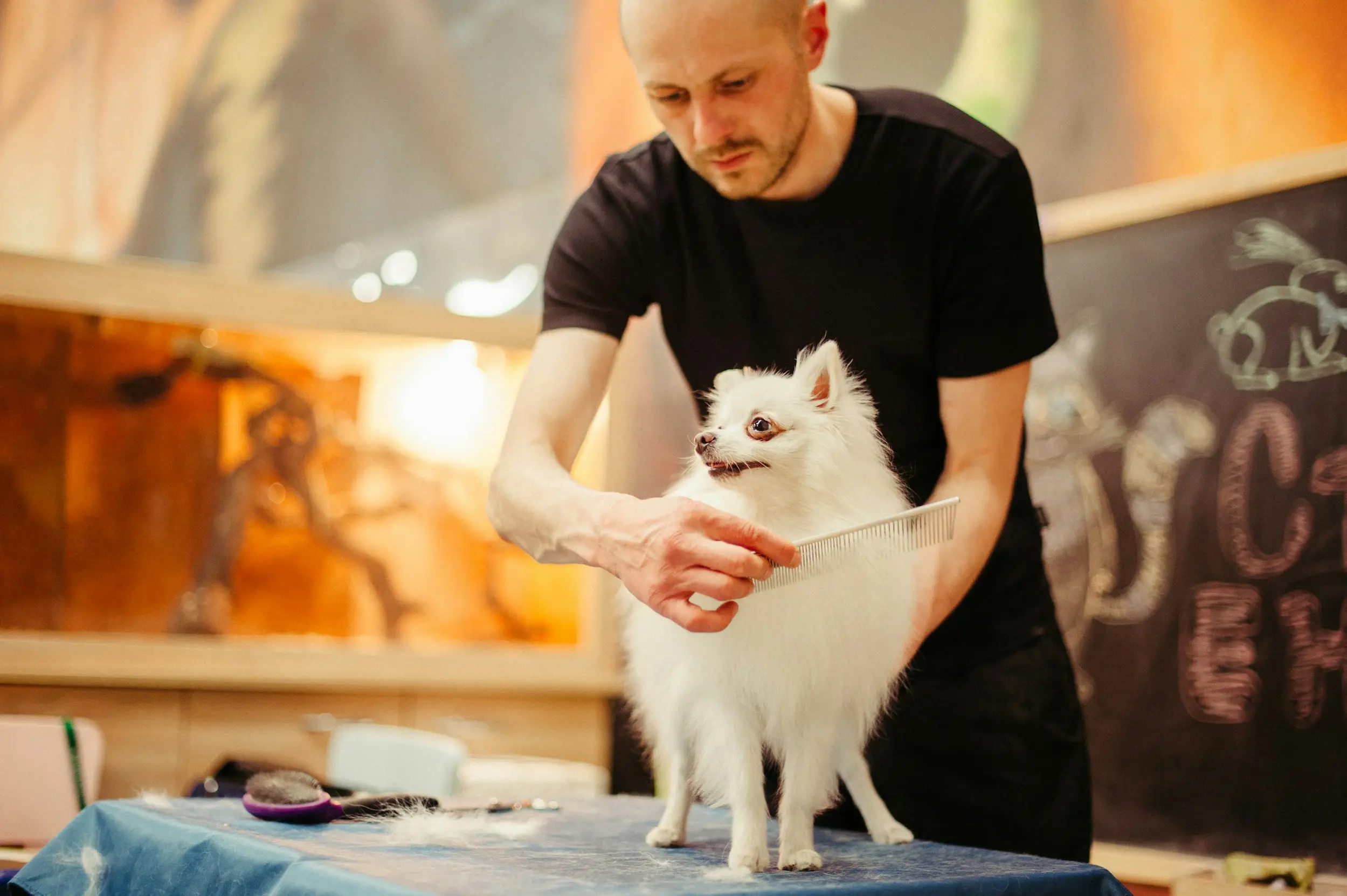 Groomer cepillando a un pomerania blanco sobre la mesa de trabajo.