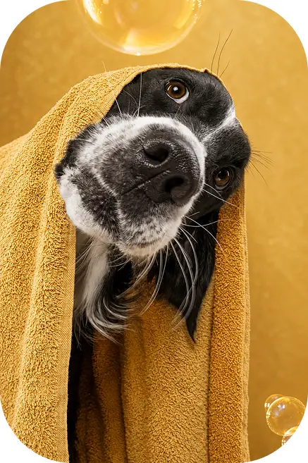 Perro blanco y negro envuelto en una toalla mostaza, con burbujas de jabón alrededor.